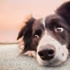 Guia Comida de Verdade para cães: O que é? É seguro para o meu cão?