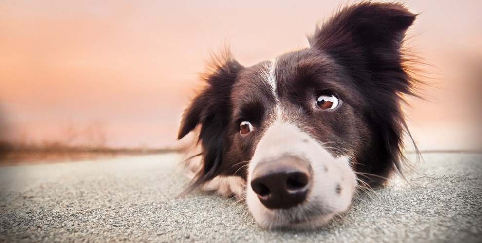 Guia Comida de Verdade para cães: O que é? É seguro para o meu cão?